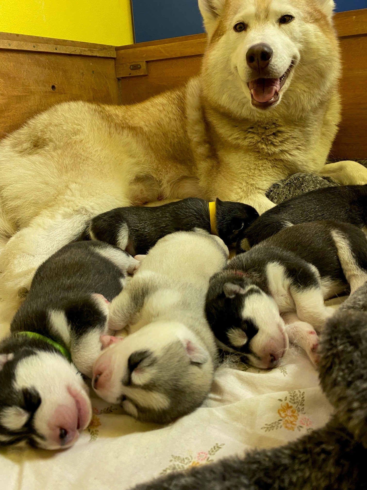 štěňátka husky 1. týden - chovatelská stanice Kosmička