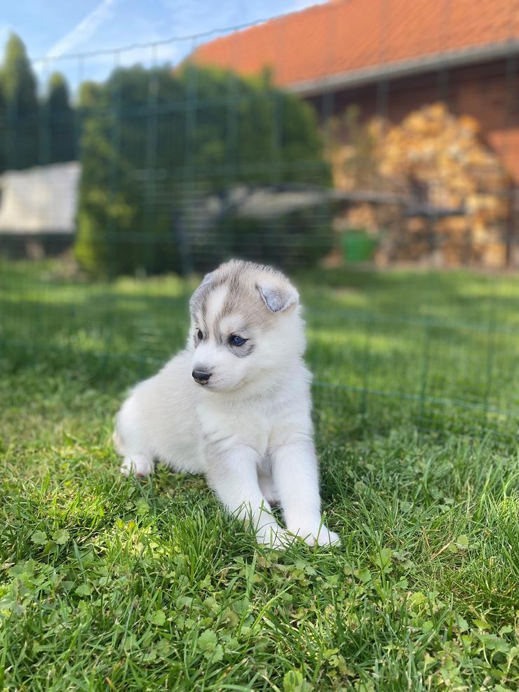 Aurora Kosmička - 4. týden, sibiřský husky