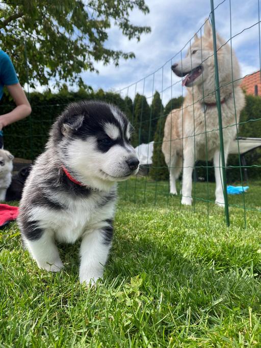 Alvin Kosmička - štěně husky 4 týdny