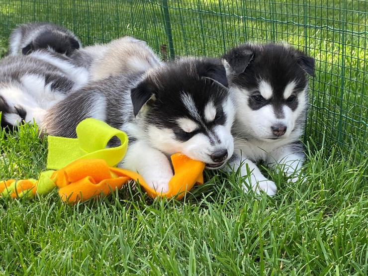 Alvin a Abby Kosmička - 4 týdny, sibiřský husky