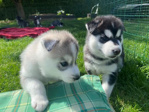 Aurora a Archie Kosmička - štěně husky 4 týdny