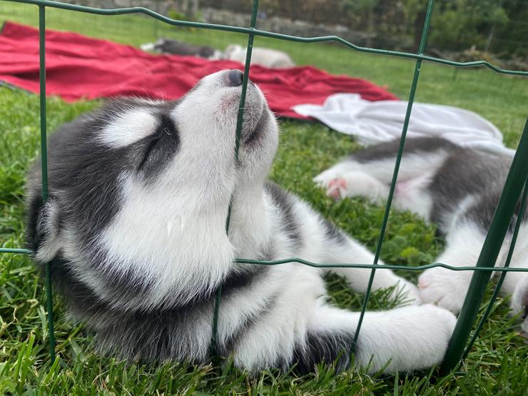 Archie Kosmička - 4. týden sibiřský husky