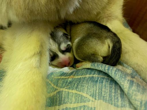 Aurora Kosmička - štěně husky 1 týden