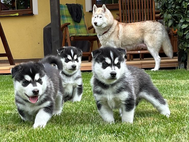 Husky štěňata - Archie, Alvin, Akim Kosmička a Bella Winpo - sibiřský husky 4 týdny